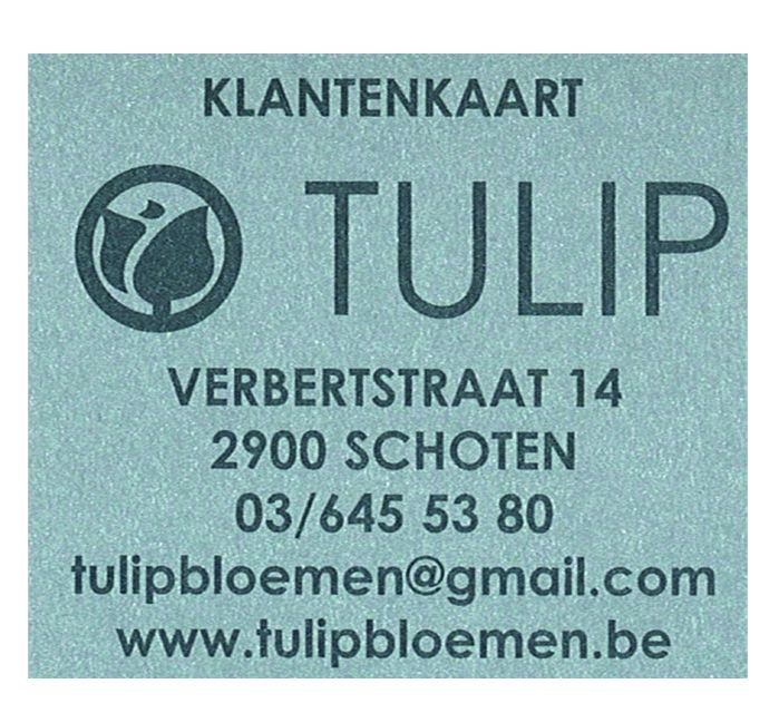 Tulip Bloemen